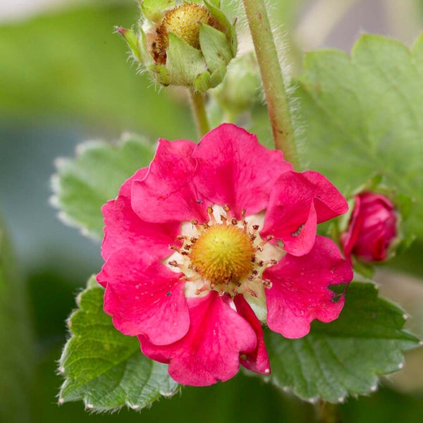 3x Fragaria 'Red Summer Breeze' – Erdbeerstrauch – Pflegeleicht – ⌀10,5 cm - ↕15-20 cm