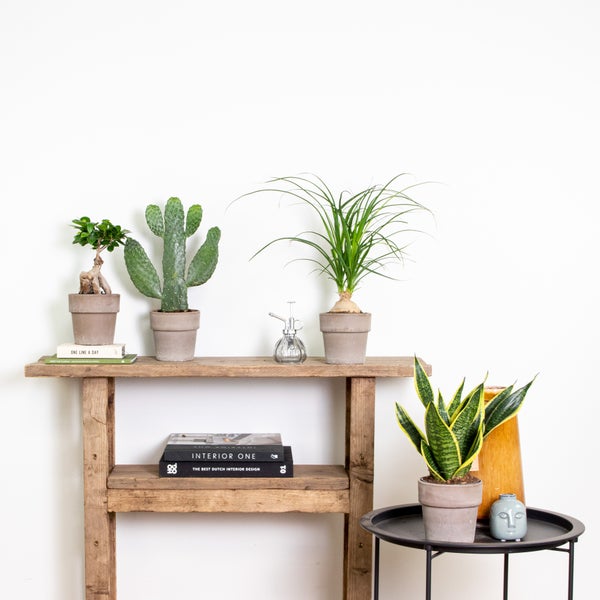 Bloomique - 4er-Mix - Tropische Zimmerpflanzen - Opuntia, Ficus, Sansevieria, Beaucarnea - Luftreinigend - 20-40 cm Hoch - Topf 12 cm