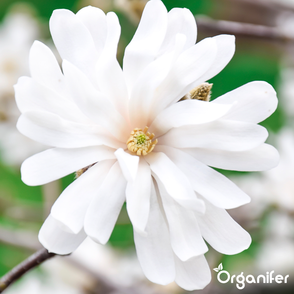 Weiße Blüte der Sternmagnolie Magnolia stellata mit Organifer Logo.