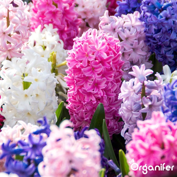 Nahaufnahme von Hyazinthenblüten