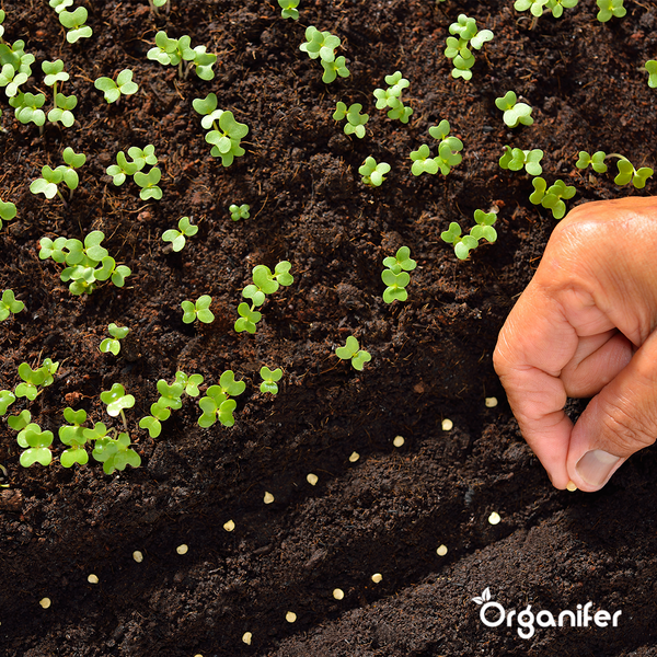 Biologisches Gemüsesaatgutpaket - 19 Arten - Organifer