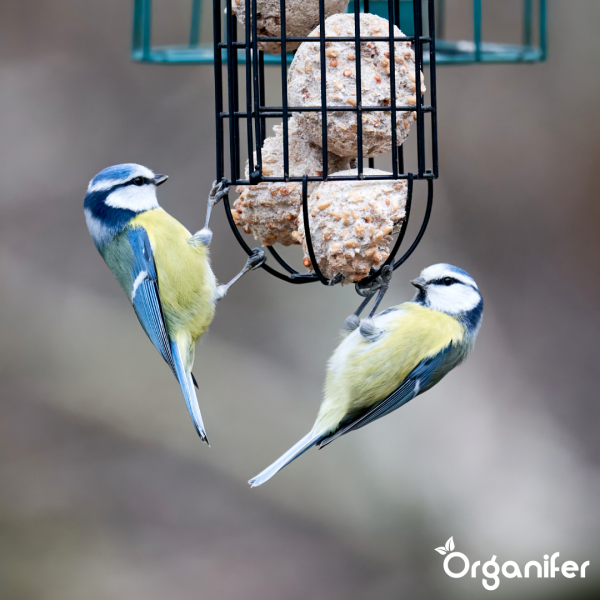 Zwei Blaumeisen an einer Futterstelle mit Meisenknödeln.
