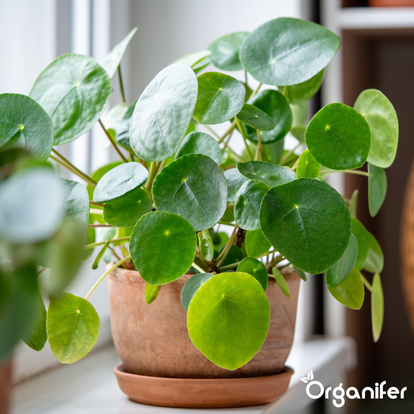 Pilea peperomioides, Ufopflanze, in einem Terrakotta-Topf auf einer Fensterbank. Organifer Logo.