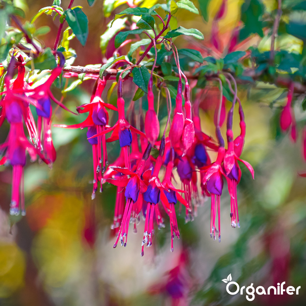 Fuchsienblüten, die an einem Zweig mit Blättern hängen. Organifer Logo.