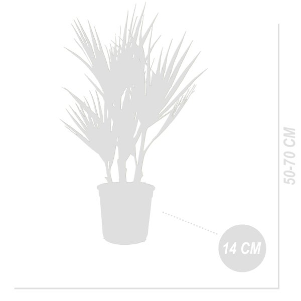 2x Washingtonia Robusta - Mexikanische Fächerpalme - Freilandpalme - Immergrün – ⌀14 cm - ↕50-70 cm
