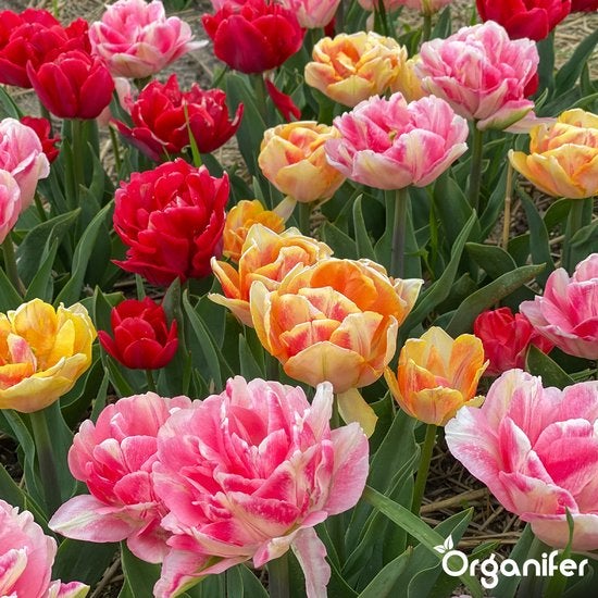 Feld mit mehrfarbigen gefüllten Tulpen