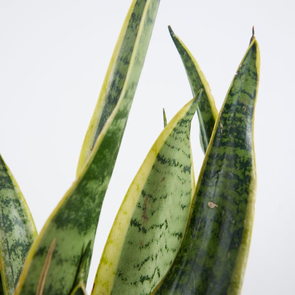 Bloomique - Sansevieria Laurentii - Bogenhanf - Sukkulenten - Zimmerpflanzen - Sehr Pflegeleicht - Höhe 30-40 cm - Topf 12 cm