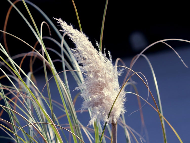 Bloomique | XL Cortaderia 'Mini Pampas' - Zwerg-Pampasgras im 2er-Set - Außenpflanze im Züchtertopf ⌀17 cm - Höhe 25 cm