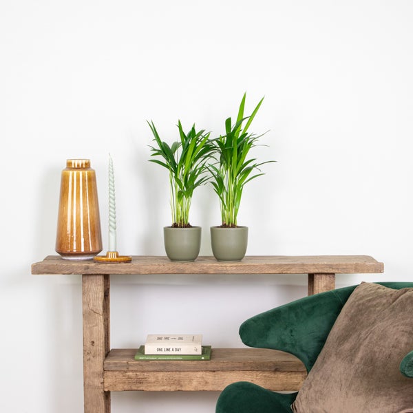 Bloomique - 2er Set - Dypsis Lutescens - Goldfruchtpalme - Areca Palme - Zimmerpflanzen - Pflegeleicht - Haustierfreundlich - Höhe 25-30 cm - Topf 10,5 cm