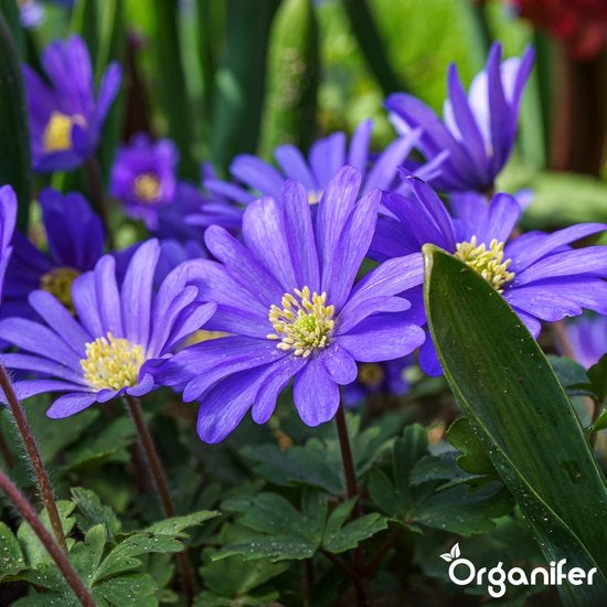 Blaue Strahlenanemone im Gartenbeet