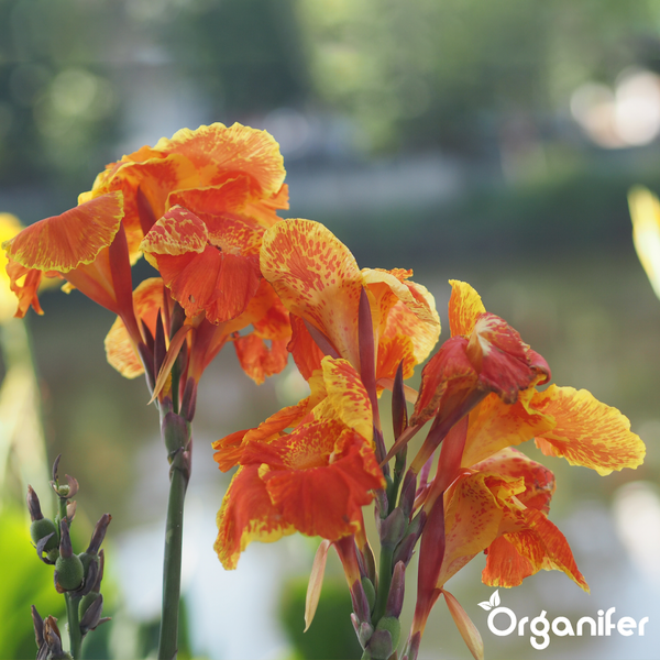 Indisches Blumenrohr mit gemusterten Blütenblättern, Organifer Logo