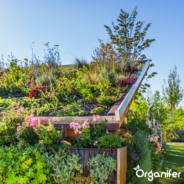 Extensive Dachbegrünung auf einem Schrägdach und eine bepflanzte Gartenwand mit verschiedenen Stauden und Gräsern. Organifer Logo.