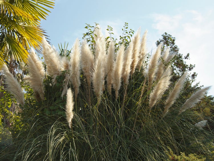 XL Cortaderia 'Pumila' - Pampasgras für 2 Stück - Outdoor-Pflanze in der Küche cm17 cm - ↕25 cm