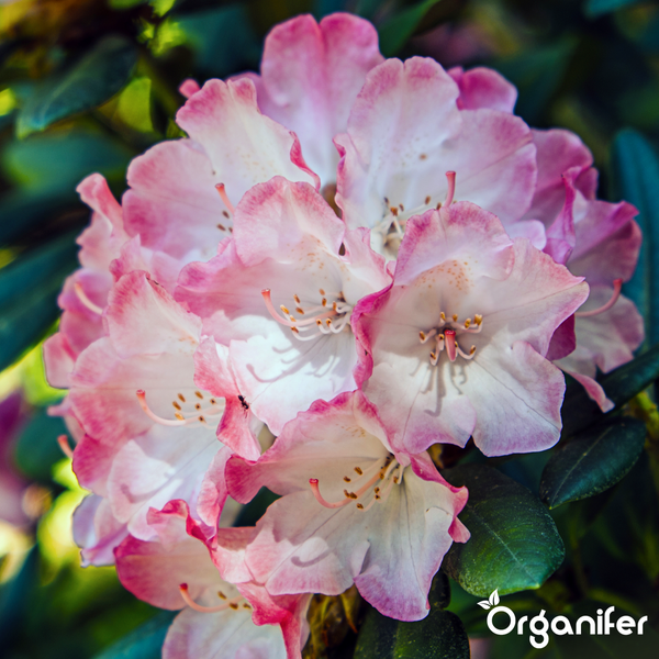 Rosa-weiße Rhododendron-Blüten in voller Blüte mit grünen Blättern, Organifer Logo.