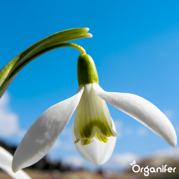 Weißes Schneeglöckchen in Nahaufnahme. Organifer Logo.