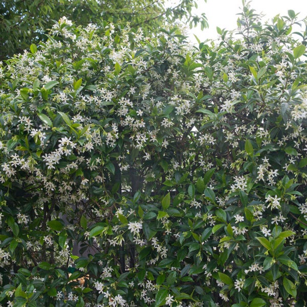 Bloomique - Trachelospermum Jasminoides - Toskanischer Jasmin - Rosa - Kletterpflanzen - Gartenpflanzen - Winterhart - Immergrün - 50-70 cm Hoch - Topf 15 cm
