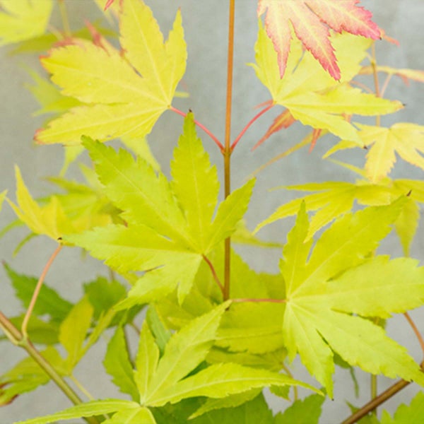 Bloomique - Acer Palmatum Orange Dream - Japanischer Ahorn - Orangefarbenes Laub - Gartenpflanzen - Winterhart - 20-30 cm Hoch - Topf 10,5 cm