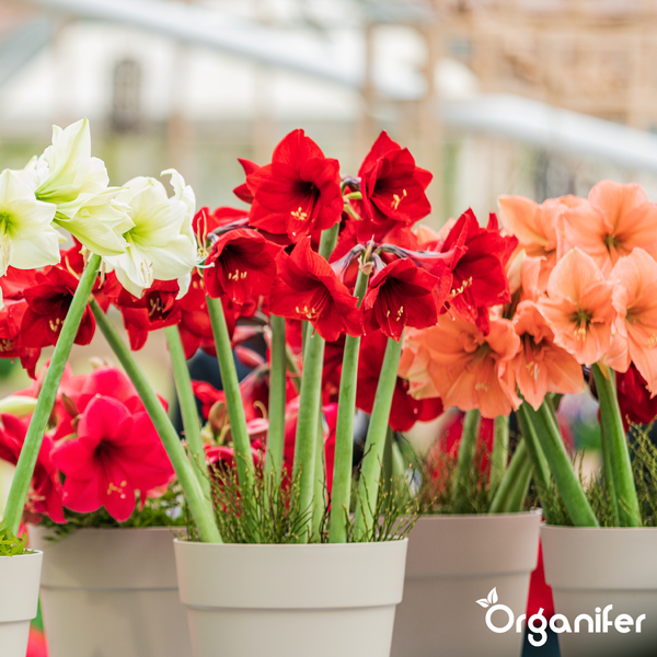 Amaryllis Ritterstern in verschiedenen Farben in grauen Töpfen, Organifer Logo.