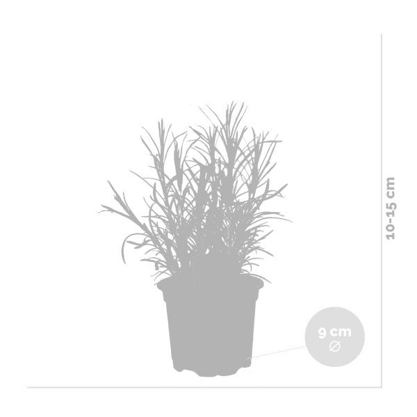 6x Bio Gartenkräuter Mix - Gartenpflanzen Mix - Küchenkräuter – ⌀9 cm - ↕10-15 cm