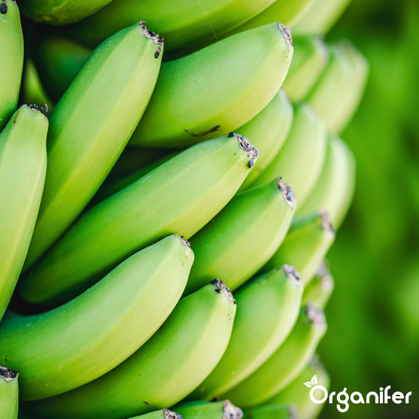 Nahaufnahme eines Bündels grüner Bananen mit dem Organifer Logo.