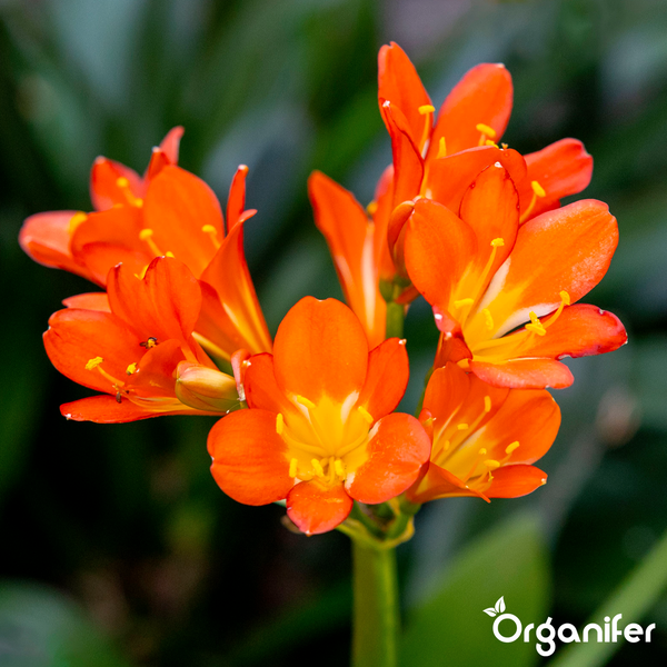 Blühende orangefarbene Klivie mit trichterförmigen Blüten und Organifer Logo.