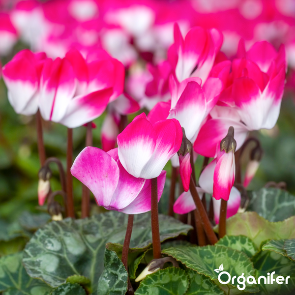 Alpenveilchen mit zweifarbigen Blüten und gemusterten Blättern, Organifer Logo.
