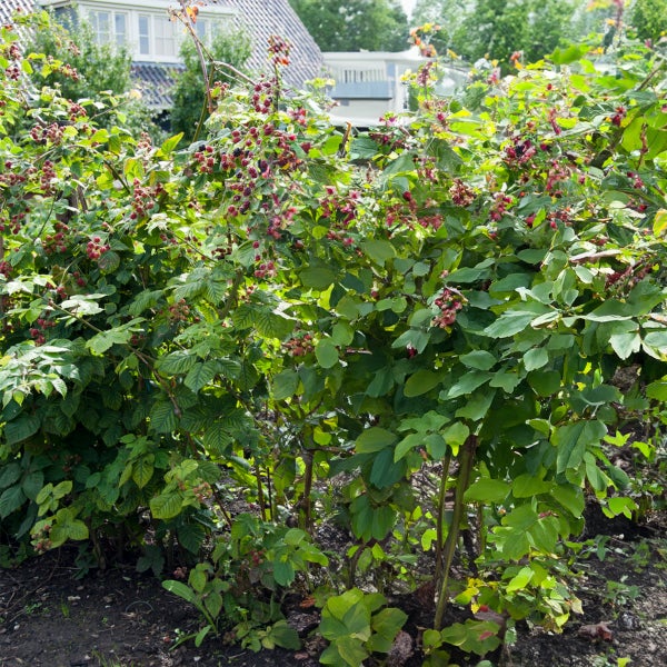 Bloomique - 2x Rubus Fruticosus 'Thornfree' - Brombeerstrauch - Obstpflanzen - Gartenpflanzen - Winterhart - ⌀14 cm - Höhe 60-70 cm