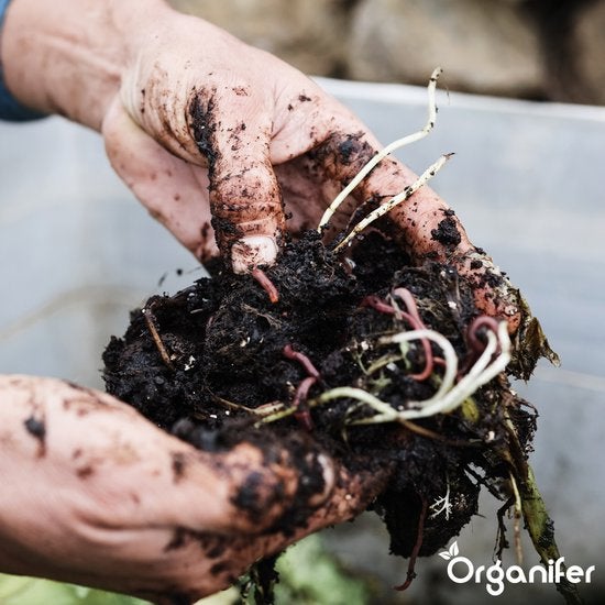 Eine Person hält Komposterde mit Würmern in den Händen.