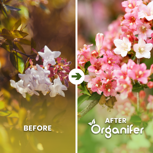 Vorher-Nachher-Vergleich blühender Pflanzen nach Anwendung von Organifer Dünger, zeigt verbesserte Blüte und Vitalität. Organifer Logo.