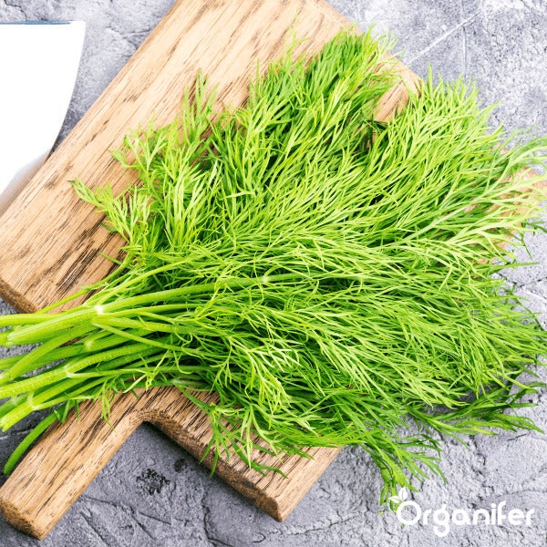 Kräutersamenpaket - 12 essenzielle Arten - Organifer