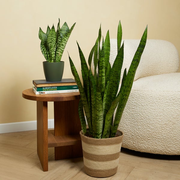 Bloomique - Sansevieria Zeylanica - Bogenhanf - Sukkulenten - Zimmerpflanzen - Sehr Pflegeleicht - Höhe 80-100 cm - Topf 21 cm
