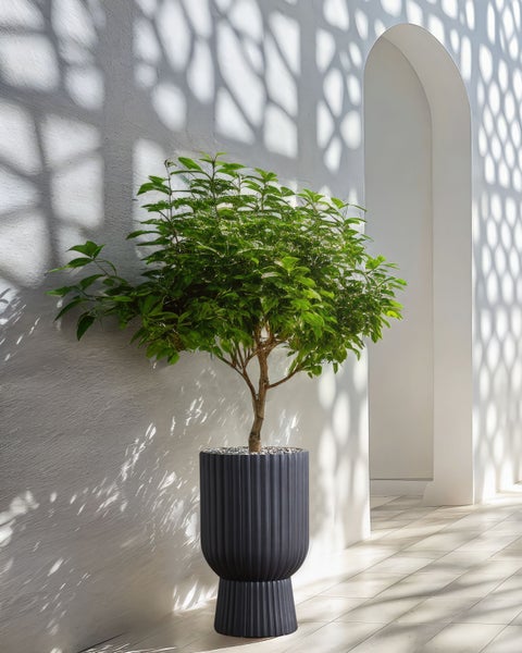 Zimmerpflanze in gerilltem Pflanzgefäß