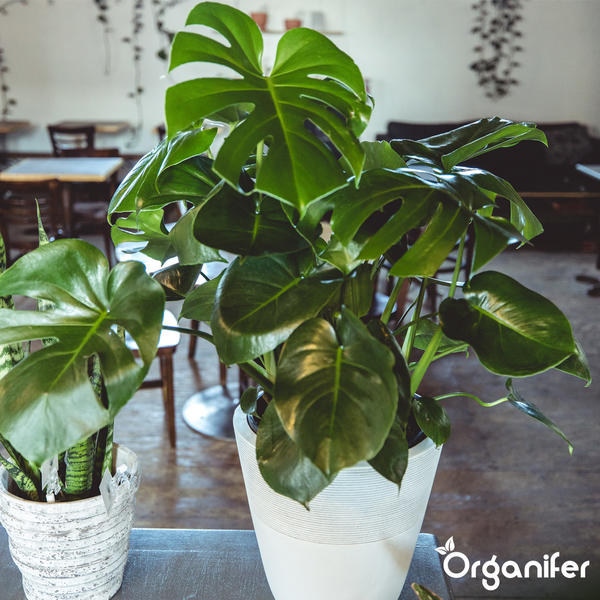 Zimmerpflanzen Monstera deliciosa und Bogenhanf in dekorativen Pflanztöpfen in einem hellen Raum. Organifer Logo.