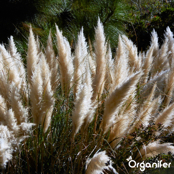 Flauschige Wedel von Pampasgras im Garten mit Organifer Logo.