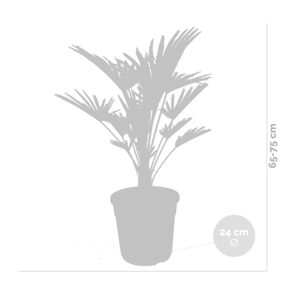 Bloomique - Trachycarpus Wagnerianus - Hanfpalme - Winterharte Palme - Gartenpflanzen - 60-80 cm Hoch - Topf 21 cm