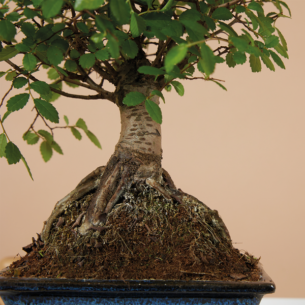 Bloomique - Bonsai Zelkova - Kugelform - Bonsai-Baum - Zimmerpflanzen - Höhe 20-30 cm - 15 cm breit - inklusive Keramiktopf und Schale