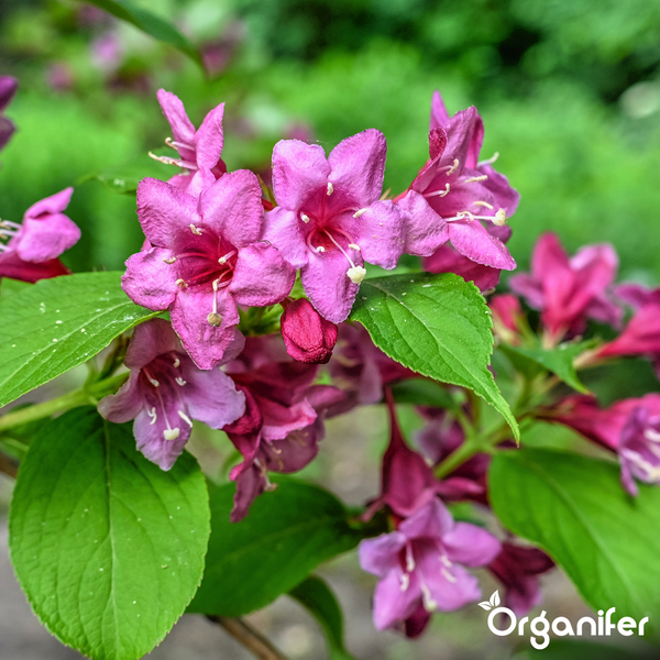 Rosa blühende Weigela mit grünen Blättern und Organifer Logo