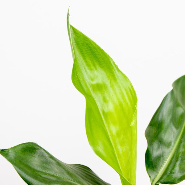 Bloomique - 3er Set - Strelitzia Reginae - Paradiesvogelpflanze - Paradiesvogelblume - Zimmerpflanzen - Luftreinigend - Pflegeleicht - Höhe 30-40 cm - Topf 12 cm