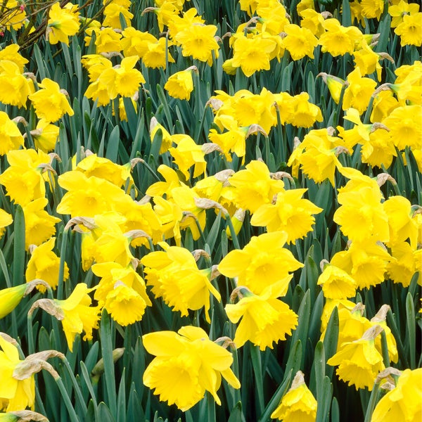 Bloomique – 25er-Mix – Narzisse Tete a Tete – kleine Narzisse – Blumenzwiebeln – Frühlingsblüte – mehrjährige Pflanzen – wird 15–20 cm groß