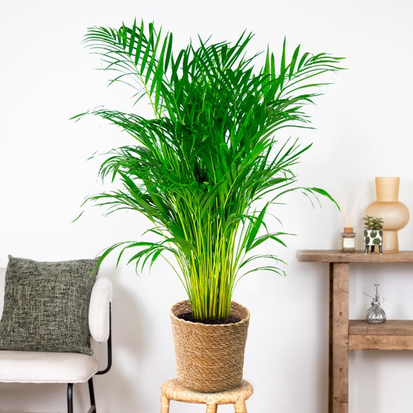 Bloomique - Dypsis Lutescens - Goldfruchtpalme - Areca Palme - Zimmerpflanzen - Pflegeleicht - Haustierfreundlich - Höhe 100-120 cm - Mit Seegras Korb 21 cm
