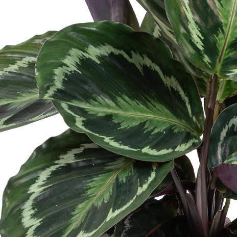 Calathea 'Medaillon' & 'Orbifolia' | Luftreinigende Zimmerpflanzen im Anspiratietopf ⌀14 cm - ↕40-45 cm