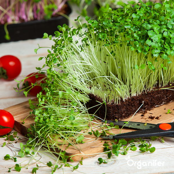 Mikrogrün (Babyleaf & Microleaf) Paket - 12 Arten - Organifer