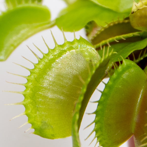 2x Dionaea Muscipula – Fleischfressende Pflanze – Pflegeleicht –⌀6 cm – ↕05-10 cm