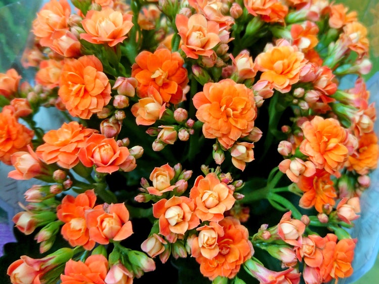 Schild mit der Aufschrift GmbH Geh mal Bier holen!