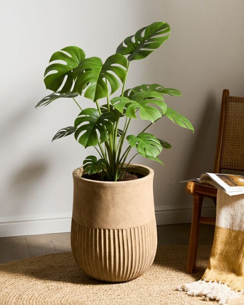 Monstera Zimmerpflanze in Pflanzgefäß