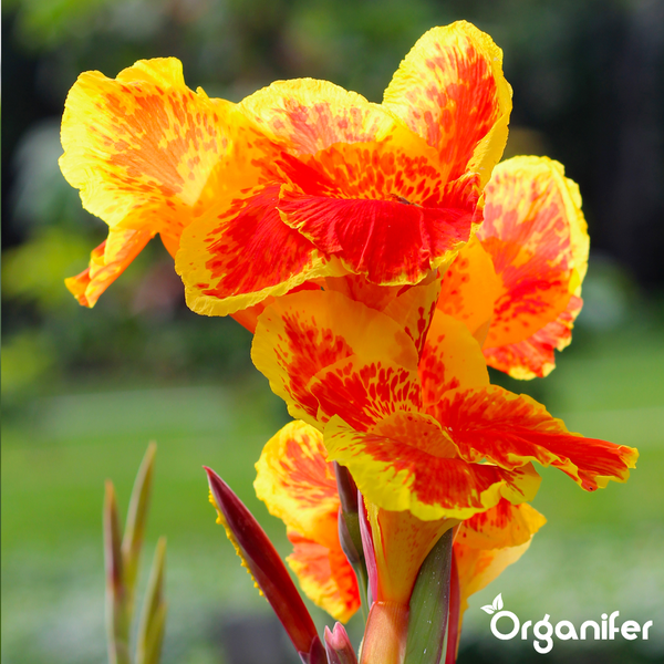 Canna-Lilie mit gemusterten Blütenblättern und Organifer Logo.