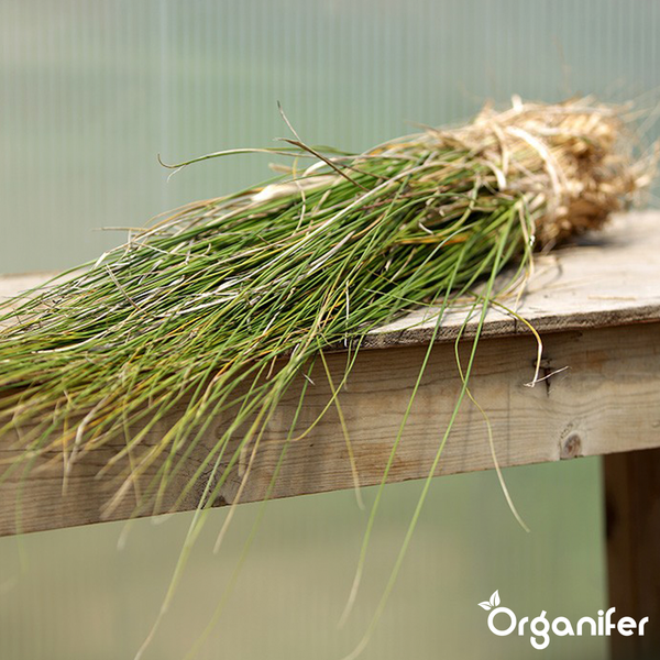 Bündel langer, dünner Grashalme auf einem Holzbrett. Organifer Logo.