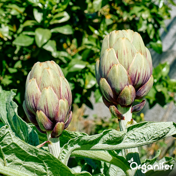 Zwei wachsende Artischocken an der Pflanze im Garten in heller Umgebung mit dem Organifer Logo.