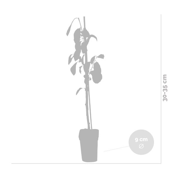 3x Mini-Fruchtmischung – Obstbäume – Pflegeleicht – ⌀9 cm - ↕30-35 cm