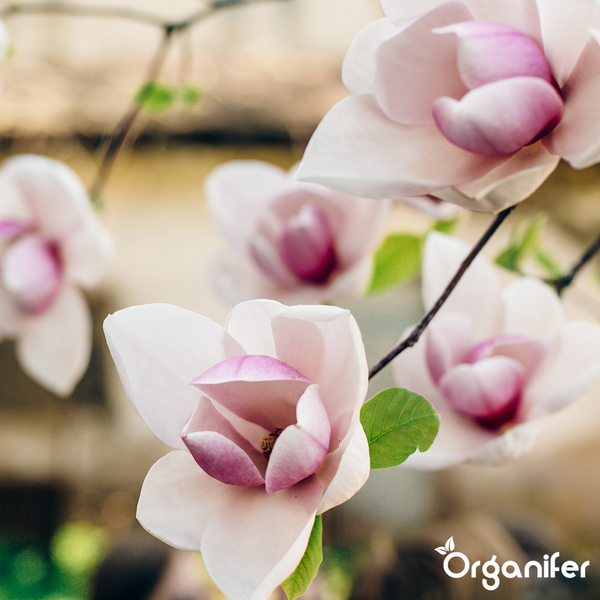 Blühende Magnolienblüten mit rosa und weißen Blütenblättern an einem Zweig. Organifer Logo.